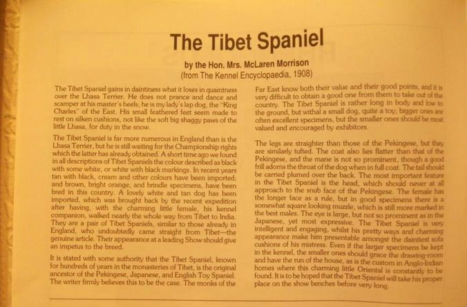 Standard Tibetansk spaniel fra 1908
