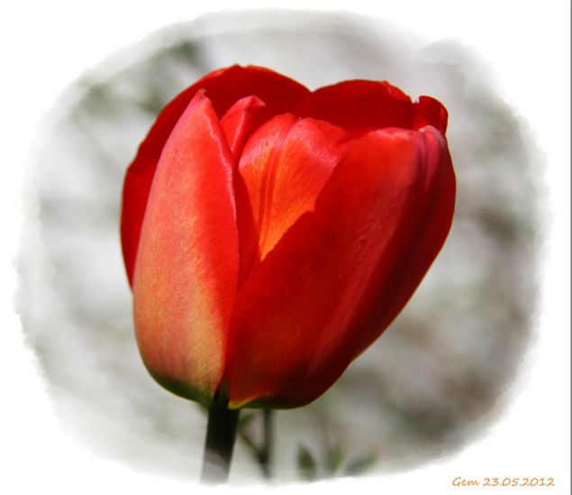 I dag den 23.mai har det vært utrolig godt sommervær. Da klokka var kvart over fem nå i ettermiddag, lå temperaturen på 21 grader. Regner med at det har vært varmere tidligere i dag. Denne nydelige tulipanen får stå som symbol for dagen i dag :-)