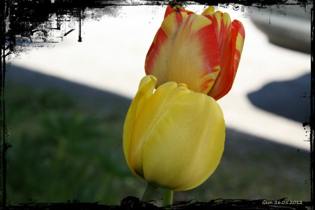 Gul og tofarget tulipan
26.5.2012
Foto: G.E. Martinsen