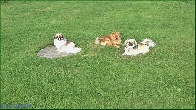 I dag er det sommertemperatur igjen og sola titter fram. 22,5 grader klokka ti over halv tolv. Herlig! Hundene viser her sin tilfredshet!