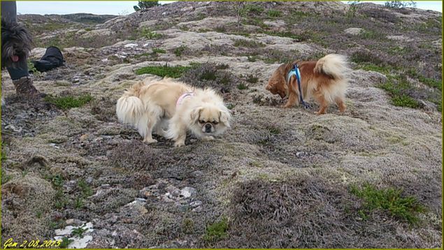 Ingeborg, Martin, Kay og jeg var en tur på sammen med hundene. Her inspiserer Milli og Luna bakken. Fint, oppholdsvær i dag med 15 f\grader +. 