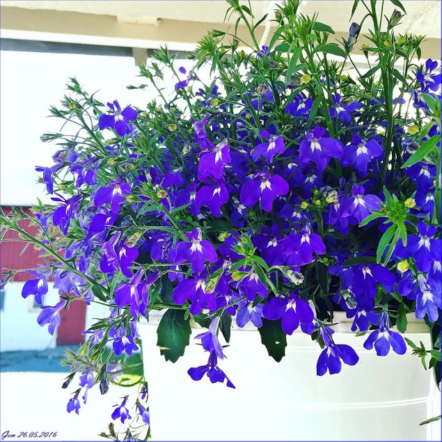 26.05.2016 - Herlig blå lobelia blomstrer fint i sommervarmen