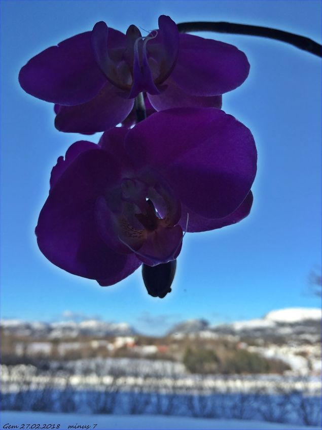 Orkideen onserverer det flotte været vi har i dag. 7 minus med lett bris i lufta