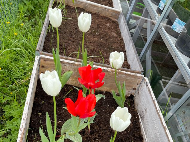 Der jeg hadde redikker i fjor, plantet jeg noen tulipanløker. De kom fint opp :-)
